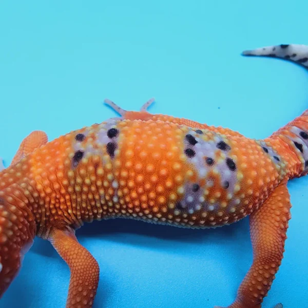 FIRE Mandarin Inferno 100% Het Tremper Albino *MUCH nicer in person!* - Image 3