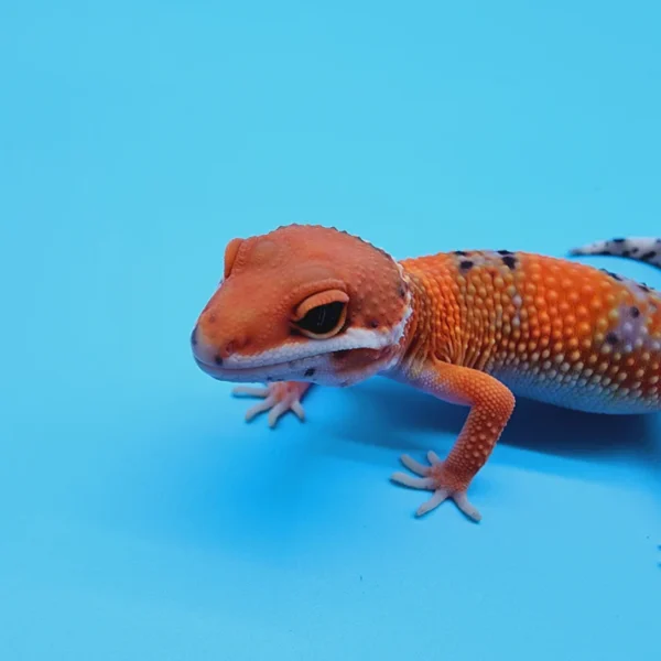 FIRE Mandarin Inferno 100% Het Tremper Albino *MUCH nicer in person!* - Image 2