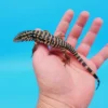 2024 Baby High White Red Tegu