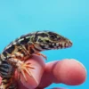 2024 Baby High White Red Tegu - Image 2
