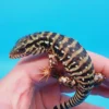 2024 Baby High White Red Tegu - Image 3