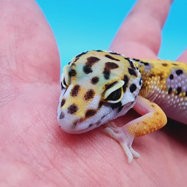 Tremper Albino Giant Leopard Gecko Young Adult Female - Image 2