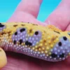 Tremper Albino Giant Leopard Gecko Young Adult Female - Image 3