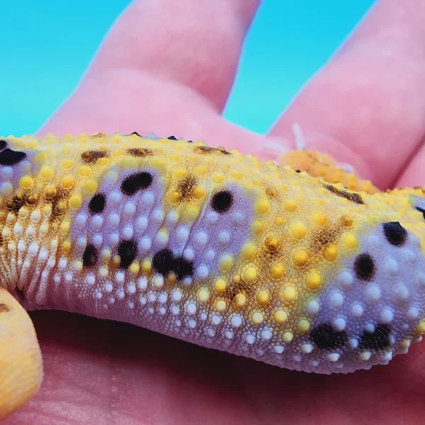 Tremper Albino Giant Leopard Gecko Young Adult Female - Image 3