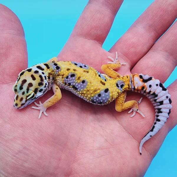 Tremper Albino Giant Leopard Gecko Young Adult Female