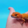 Super Hypo Mandarin Inferno 100% Het Tremper Albino Jungle - Image 3