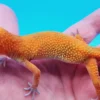Super Hypo Mandarin Inferno 100% Het Tremper Albino Jungle - Image 2