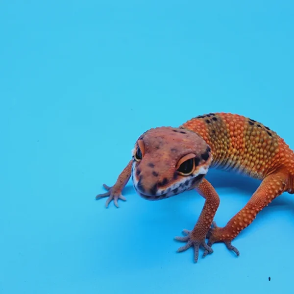 High White Mandarin Inferno Tremper Albino - Image 2