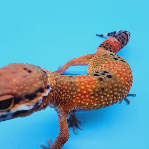 High White Mandarin Inferno Tremper Albino - Image 3