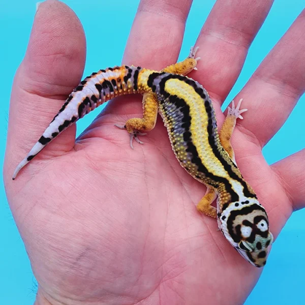 TBS Halloween Mask Bandit 100% Het Tremper Albino possible W&Y *super cool head-stamp!*