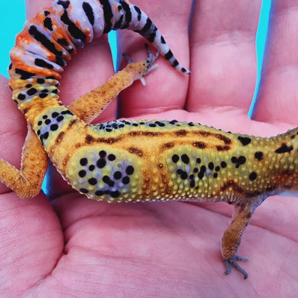 Emerine Leopard Gecko Adult - Image 2