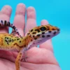 Emerine Leopard Gecko Adult - Image 3