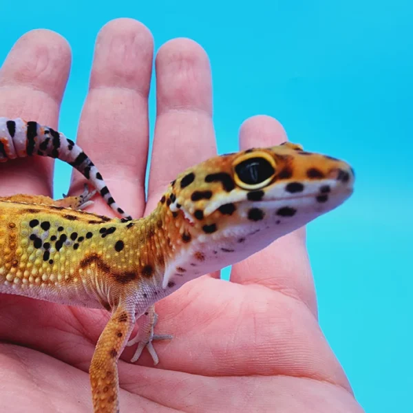 Emerine Leopard Gecko Adult - Image 3