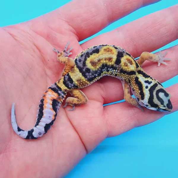 TBS Fire Bold Halloween Mask Bandit 100% Het Tremper Albino Possible W&Y *(super interesting pattern!)* - Image 2