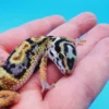 TBS Fire Bold Halloween Mask Bandit 100% Het Tremper Albino Possible W&Y *(super interesting pattern!)* - Image 3