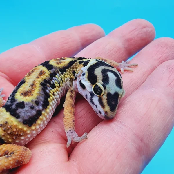 TBS Fire Bold Halloween Mask Bandit 100% Het Tremper Albino Possible W&Y *(super interesting pattern!)* - Image 3