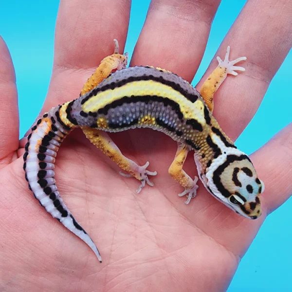 TBS Fire Bold Halloween Mask Highlighter Bandit 100% Het Tremper Albino Possible W&Y