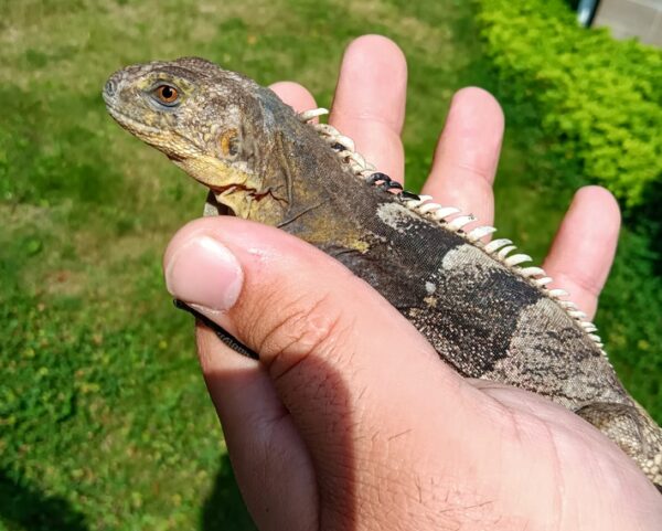 CB 2023 Ctenosaura Melanosterna