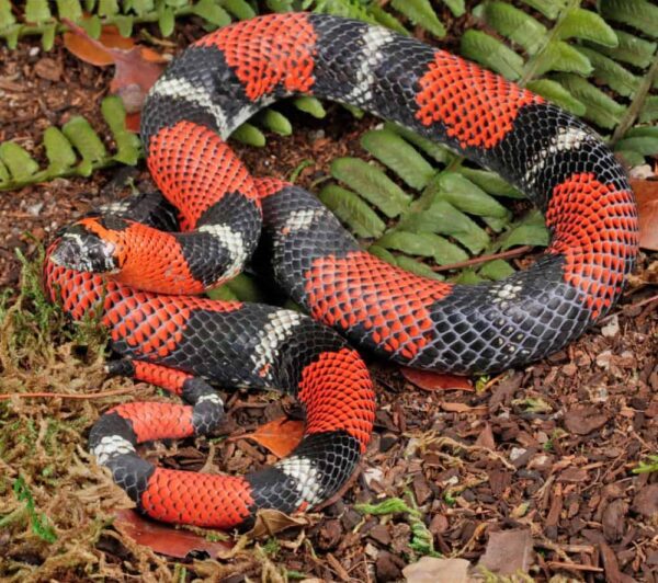 Adult hognose snakes