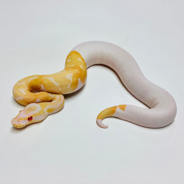 Albino Pied Ball Python - Image 2