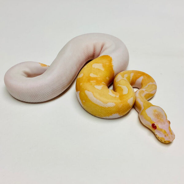 Albino Pied Ball Python - Image 3