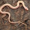 Albino garter snakes - Image 2