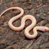 Albino garter snakes