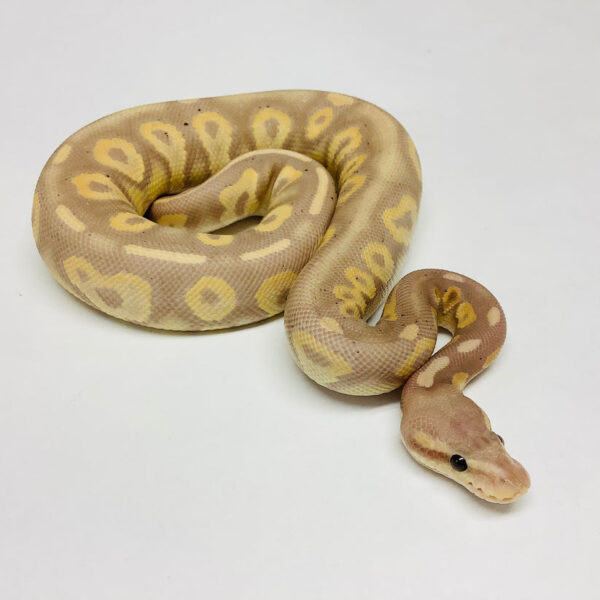 Ball Python - Image 2