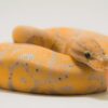 Banana Ball Python - Image 2