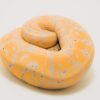 Banana Ball Python - Image 3