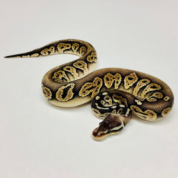 Black Ball Python - Image 2