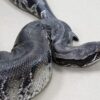 Black Blood Python - Image 5