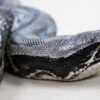 Black Blood Python - Image 6