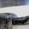Black Blood Python - Image 4