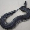 Black Blood Python
