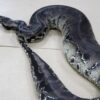 Black Blood Python - Image 2