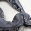 Black Blood Python - Image 7