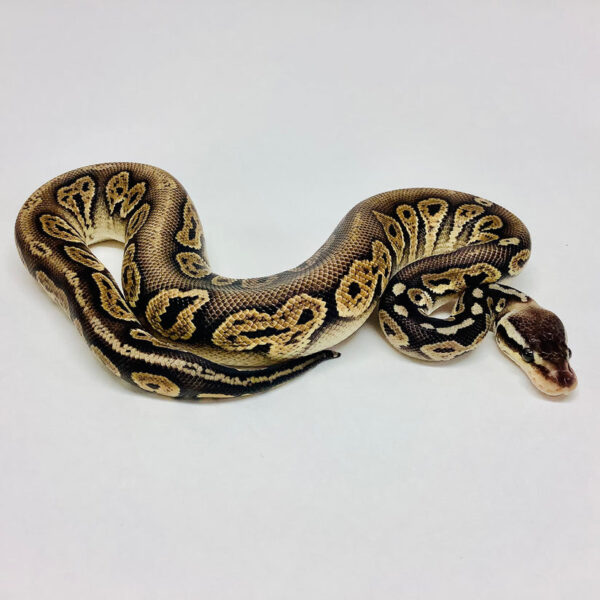 Black Pewter Ball Python - Image 2