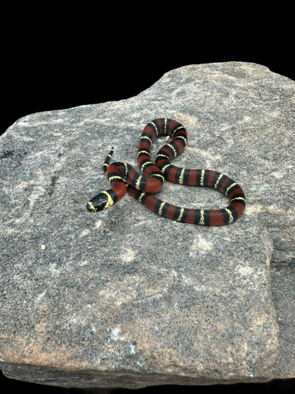 Black milk snake