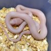 Blizzard Corn Snake