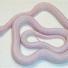 Blizzard Corn Snake - Image 4
