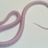 Blizzard Corn Snake - Image 2