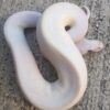 Blue eyed leucistic ball python - Image 3