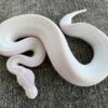Blue eyed leucistic ball python
