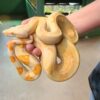 Boa Constrictor