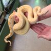 Boa Constrictor - Image 4