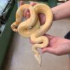 Boa Constrictor - Image 2