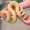 Boa Constrictor - Image 3
