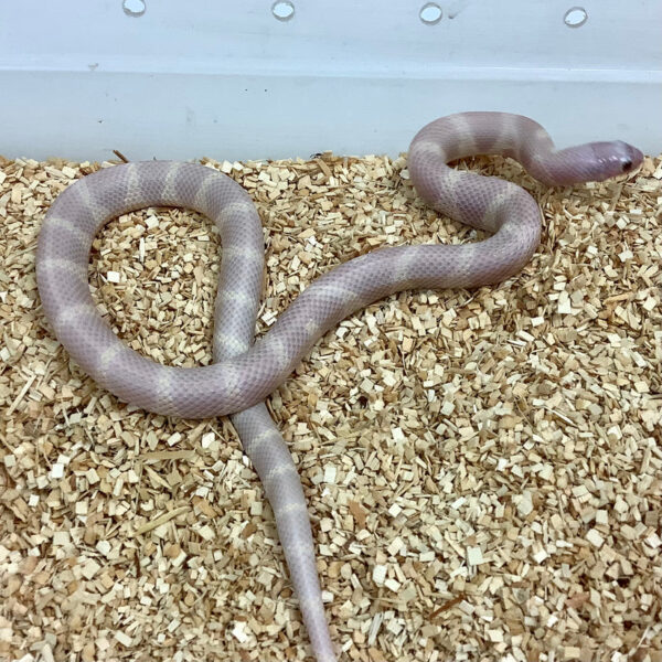 California Kingsnake - Image 2