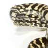 Carpet Pythons